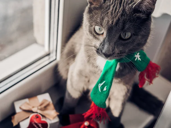 Bir eşarp de sevimli kedi kenarında oturur — Stok fotoğraf
