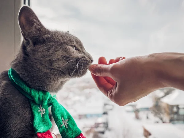 Bir eşarp de sevimli kedi kenarında oturur