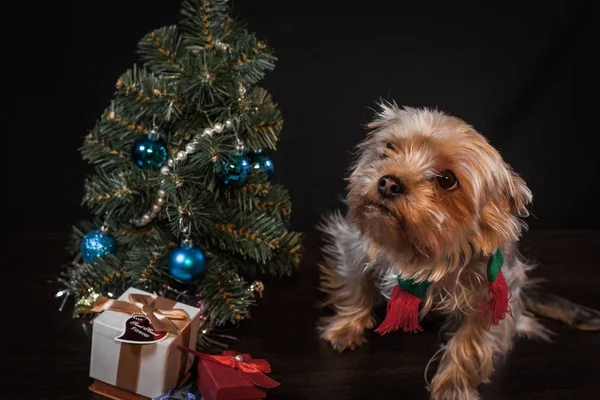 Bir Noel ağacı ile a küçük köpek