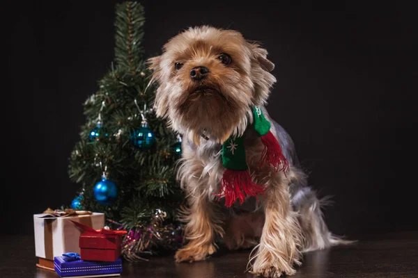 A small dog with a Christmas tree — Stock Photo, Image