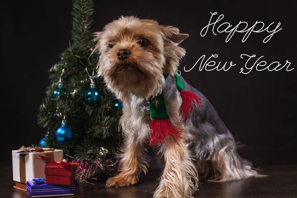 Bir Noel ağacı ile a küçük köpek — Stok fotoğraf