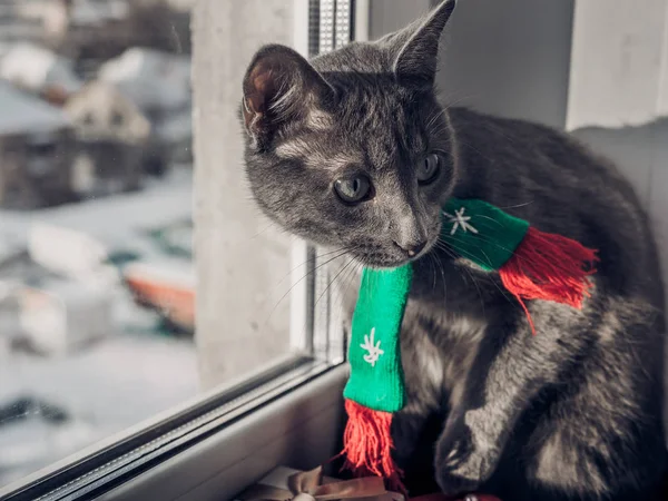 Bir eşarp de sevimli kedi kenarında oturur — Stok fotoğraf