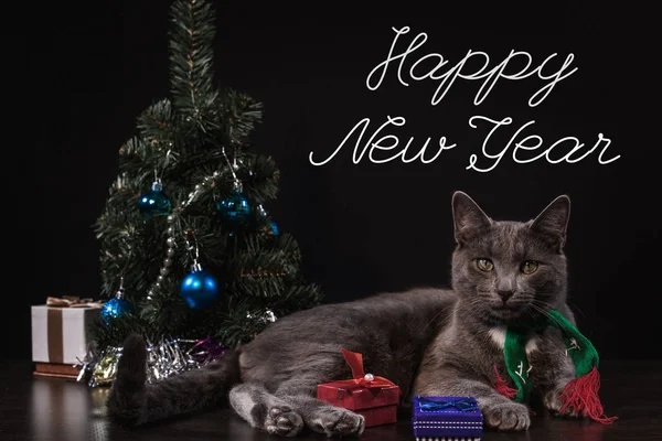 Bir Noel ağacı ile küçük bir kedi — Stok fotoğraf
