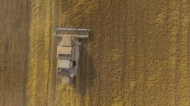 Sonbaharda hasat alanları