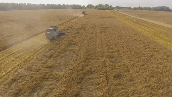 Sonbaharda hasat alanları