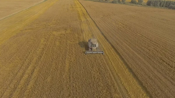 Sonbaharda hasat alanları