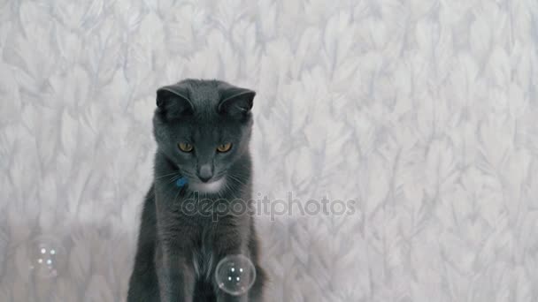 Katze spielt mit Seifenblasen — Stockvideo