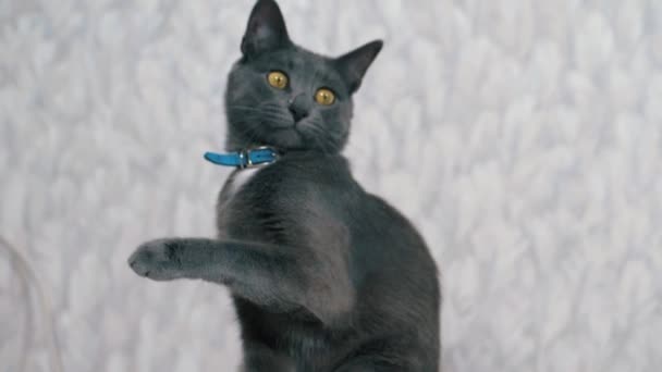 Kočka si hraje s mýdlové bubliny — Stock video