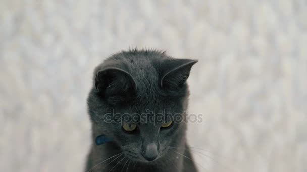 Gato brincando com bolhas de sabão — Vídeo de Stock