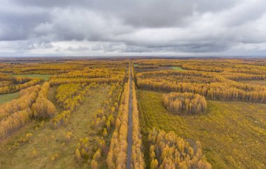Sonbahar woods ve bir kuşbakışı olan alanlar
