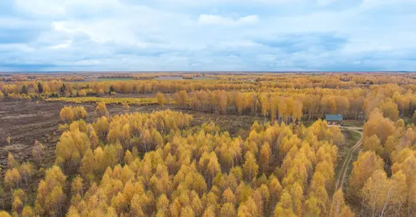 Sonbahar woods ve bir kuşbakışı olan alanlar