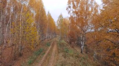 Havadan görünümü. Altın sonbahar ülke yolu üzerinden uçan