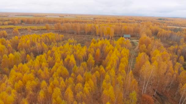 A nézet a levegőből. Ország út fölé repülő arany ősz — Stock videók