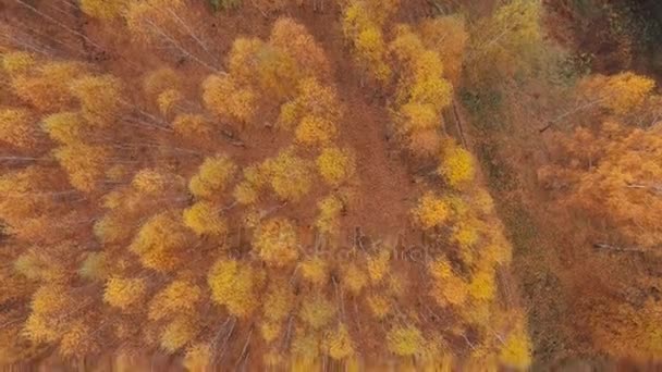 Η θέα από τον αέρα. Χρυσή φθινόπωρο, που πετούν πάνω από την επαρχιακή οδό — Αρχείο Βίντεο