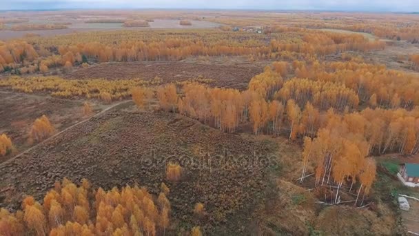 The view from the air. Golden autumn flying over country road — Stock Video