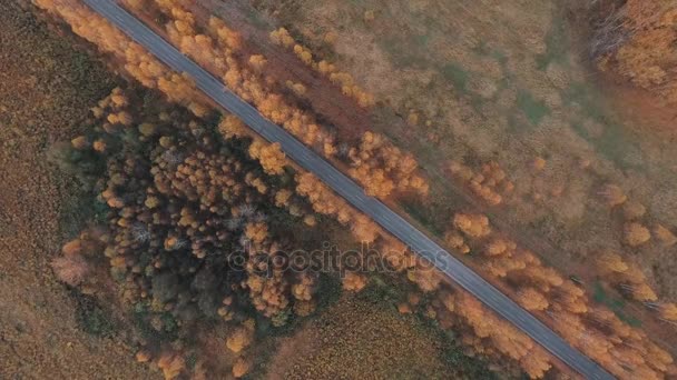 A nézet a levegőből. Ország út fölé repülő arany ősz — Stock videók