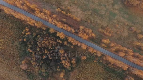 空気からの眺め。国の道路上を飛ぶ黄金色の秋 — ストック動画