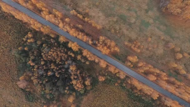 Het uitzicht vanuit de lucht. Gouden herfst vliegen over landweg — Stockvideo