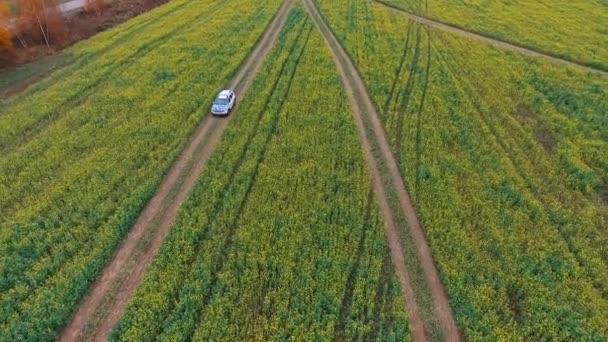 El auto recorre el campo. — Vídeo de stock