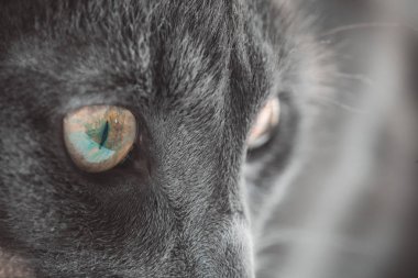 Gözler Gri kedi closeup