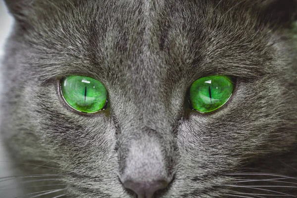 Augen graue Katze Nahaufnahme — Stockfoto