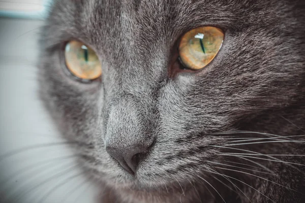 Ojos gris gato primer plano — Foto de Stock