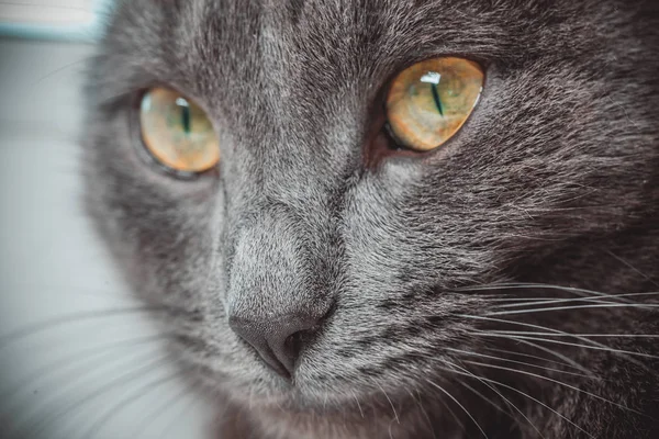 Augen graue Katze Nahaufnahme — Stockfoto