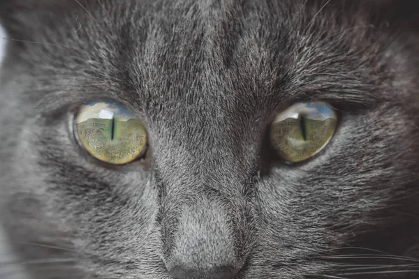 Ojos gris gato primer plano — Foto de Stock