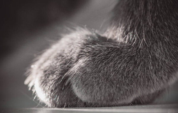 Grey cat paw closeup
