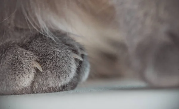 Closeup tlapka šedá kočka — Stock fotografie