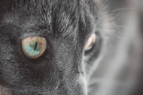 Gözler Gri kedi closeup