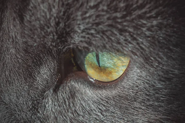 Szeme szürke macska-closeup — Stock Fotó