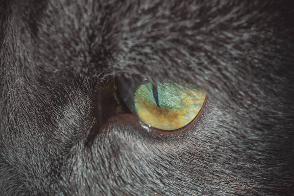 Eyes gray cat closeup