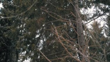 Kış orman, orman yolu kar yağışı