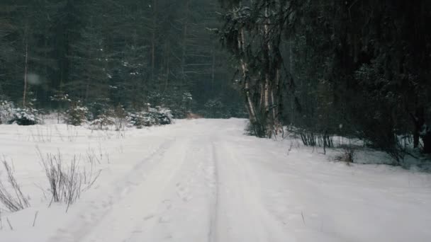 Nevicata Nella Foresta Invernale Strada Forestale — Video Stock