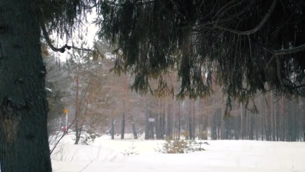Nevicata Nella Foresta Invernale Strada Forestale — Video Stock