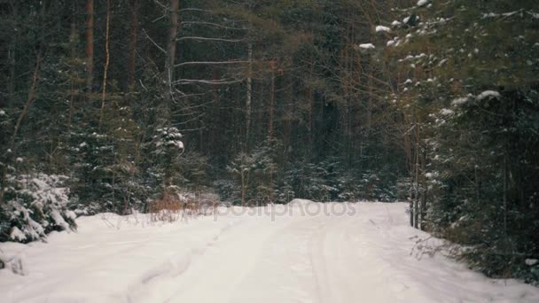 Nevadas Bosque Invierno Camino Forestal — Vídeo de stock