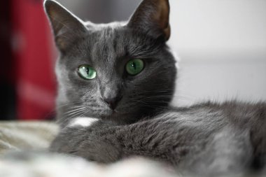 Yeşil gözlü gri bir kedi yatağa uzanıyor ve kameraya bakıyor. Kapat.