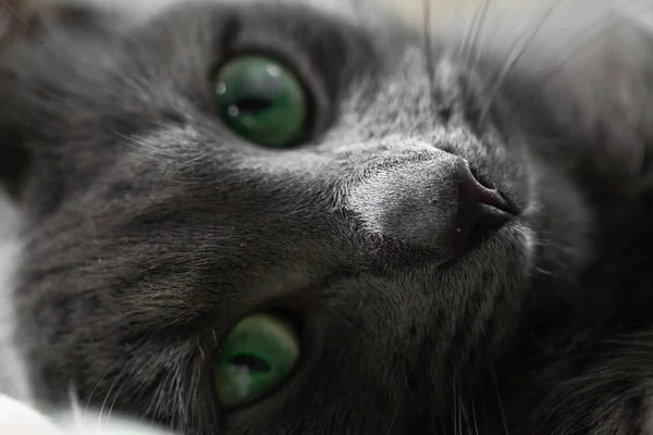 Yeşil gözlü gri bir kedi yatağa uzanıyor ve kameraya bakıyor. Kapat.