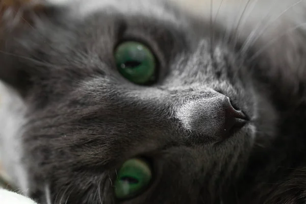 Grå Katt Med Gröna Ögon Ligger Sängen Och Tittar Kameran — Stockfoto