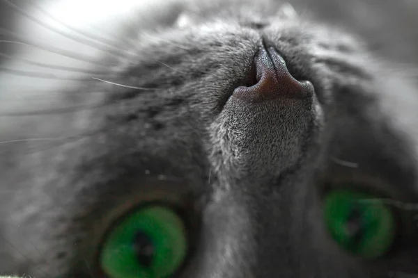 Gato Gris Con Ojos Verdes Yace Cama Mira Cámara Cerca — Foto de Stock