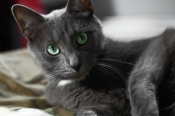 Grey Cat Green Eyes Lies Bed Looks Camera Close — Stock Photo, Image