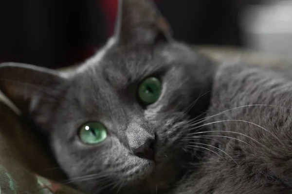 Yeşil gözlü gri bir kedi yatağa uzanıyor ve kameraya bakıyor. Kapat.