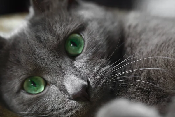 Chat Gris Aux Yeux Verts Couche Sur Lit Regarde Caméra — Photo