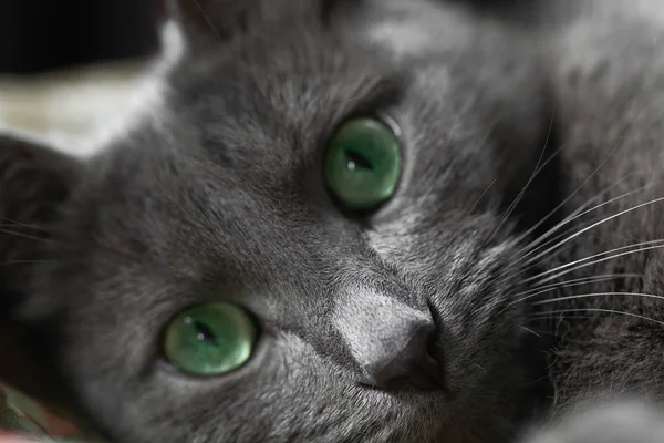 Серый Кот Зелеными Глазами Лежит Кровати Смотрит Камеру Закрыть — стоковое фото