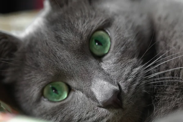 Серый Кот Зелеными Глазами Лежит Кровати Смотрит Камеру Закрыть — стоковое фото