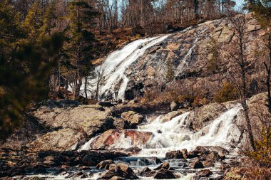 Bahar şelalesi ağaçlarda yaprak yok, kar var.