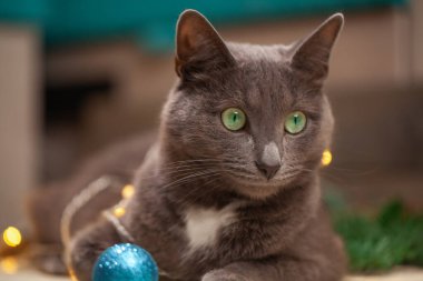 Kedi Noel süslerinde yatar hediyeler ve köknar ağacı Noel 'de