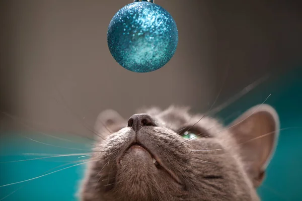 Kedi Noel süslerinde yatar hediyeler ve köknar ağacı Noel 'de