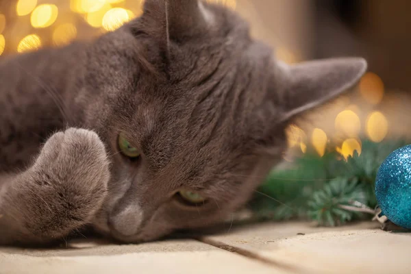 Kedi Noel Süslerinde Yatar Hediyeler Köknar Ağacı Noel — Stok fotoğraf